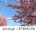 河津桜と青空 87806106