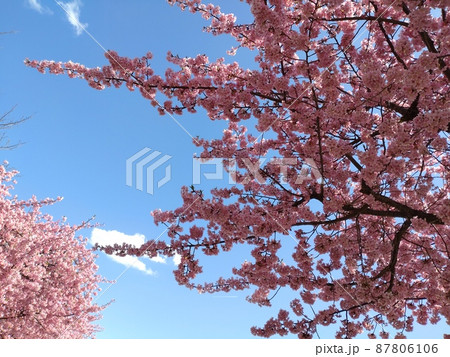河津桜と青空 87806106