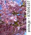 河津桜アップ 87806107