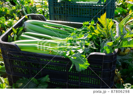 Freshly harvested celery in plastic box on vegetable field Freshly harvested celery in plastic box on vegetable field 87806298