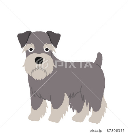 ミニチュアシュナウザーの犬イラストのイラスト素材