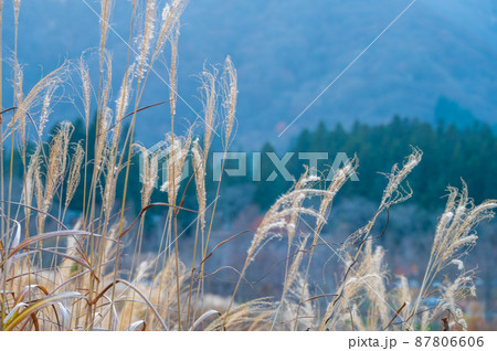 紅葉 すすき 岐阜県にて撮影 2021年11月 紅葉 すすき 岐阜県にて撮影 2021年11月 87806606