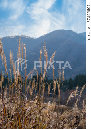 紅葉　すすき　岐阜県にて撮影　2021年11月 87806607