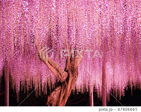 ライトアップされるピンク色の藤の花 87806665