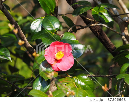 日に照らされる紅色の椿の花 日に照らされる紅色の椿の花 87806668