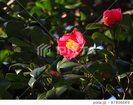 陽光に照らされる紅色の椿の花 陽光に照らされる紅色の椿の花 87806669