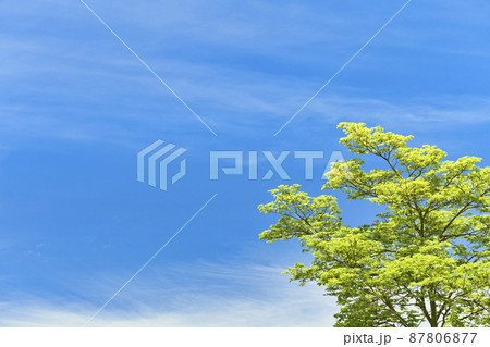 新緑と青空‗青空と雲 87806877