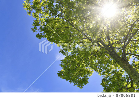 新緑と青空と木漏れ日の光 新緑と青空と木漏れ日の光 87806881