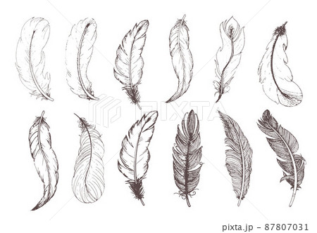 Hand drawn vintage feathers set. Vector illustration. 87807031