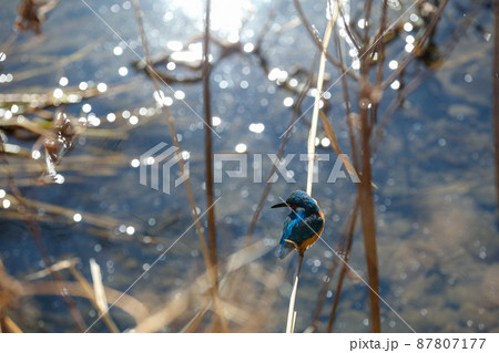 葦にとまったカワセミと水面の煌めき 87807177