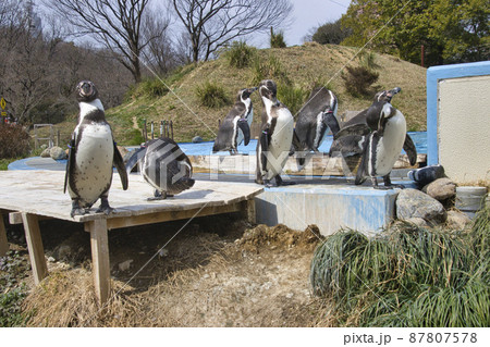 埼玉こども動物自然公園　ペンギンヒルズ　埼玉県東松山市 87807578