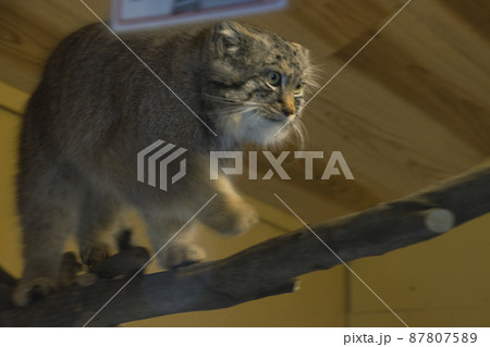 埼玉こども動物自然公園 マヌルネコ 埼玉県東松山市 埼玉こども動物自然公園 マヌルネコ 埼玉県東松山市 87807589