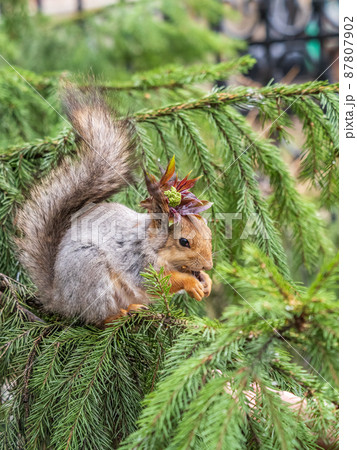 Squirrel with decoration on the head and with nut sits on a fir branches in the spring or summer. 87807902