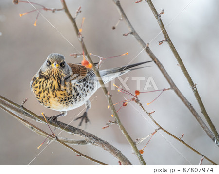 Fieldfare sitting on the bush and feeding on wild red apples in winter or early spring time. Fieldfare sitting on the bush and feeding on wild red apples in winter or early spring time. 87807974
