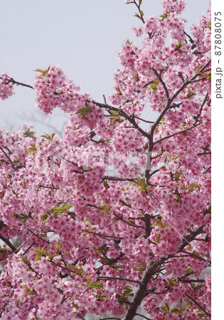 河津桜 河津桜 87808075