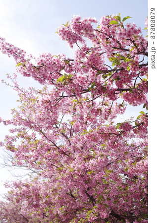 河津桜 河津桜 87808079