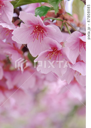 河津桜 河津桜 87808085