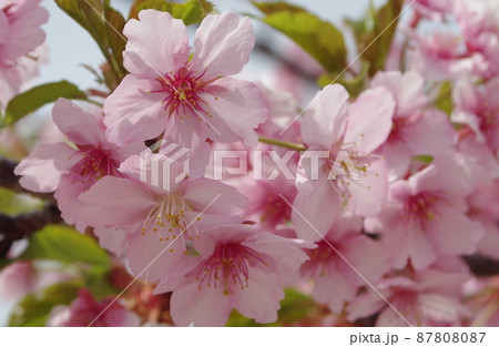 河津桜 河津桜 87808087