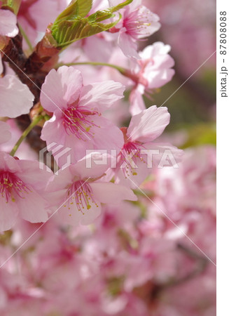 河津桜 河津桜 87808088