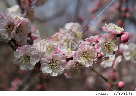 百品種の香り　水戸偕楽園に咲く薄紅色の梅の花　名木「内裏」のアップ 87808148