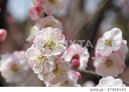 百品種の香り　水戸偕楽園に咲く薄紅色の梅の花　名木「内裏」のアップ 87808149
