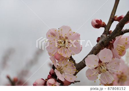 百品種の香り　水戸偕楽園に咲く紅梅の花　名木「烈公梅」のアップ 87808152