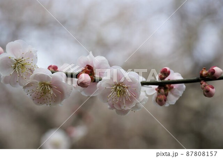 百品種の香り　水戸偕楽園に咲く薄紅色の梅の花　名木「無類絞り」のアップ 87808157