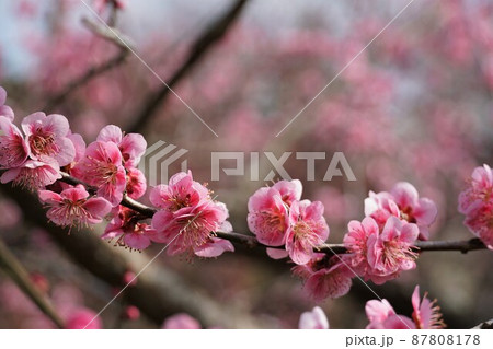 百品種の香り　水戸偕楽園に咲く紅梅の花　名木「東雲」のアップ 87808178