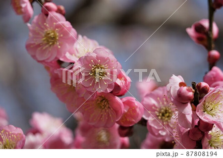 百品種の香り 水戸偕楽園に咲く咲き分け 紅梅の花 名木「春日野」のアップ 百品種の香り 水戸偕楽園に咲く咲き分け 紅梅の花 名木「春日野」のアップ 87808194