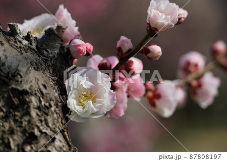 百品種の香り　水戸偕楽園に咲く薄紅色の梅の花　名木「蓬莱」のアップ 87808197