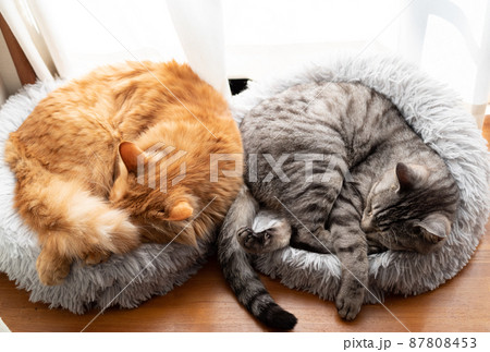 仲良く眠る二匹の猫 仲良く眠る二匹の猫 87808453