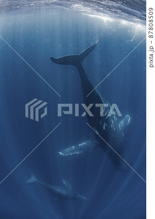 ザトウクジラの親子 ザトウクジラの親子 87808509