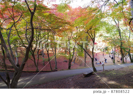 三次尾関山公園の紅葉の景色 三次尾関山公園の紅葉の景色 87808522