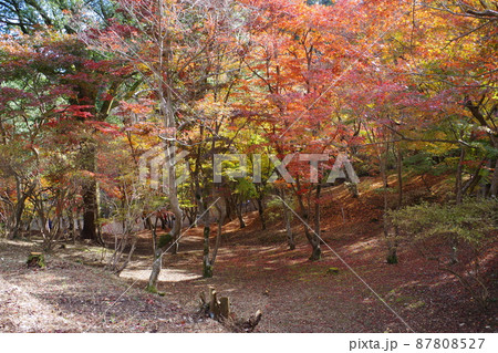 三次尾関山公園の紅葉の景色 三次尾関山公園の紅葉の景色 87808527