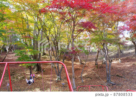 三次尾関山公園の紅葉の景色 三次尾関山公園の紅葉の景色 87808533