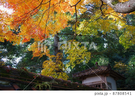 三次尾関山公園近くの寺院の紅葉の景色の写真素材