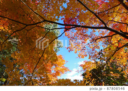 三次尾関山公園近くの寺院の紅葉の景色 87808546