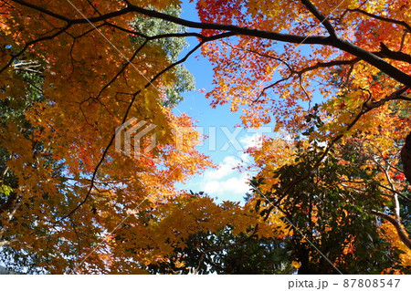 三次尾関山公園近くの寺院の紅葉の景色 87808547