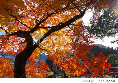 三次尾関山公園近くの寺院の紅葉の景色 87808550