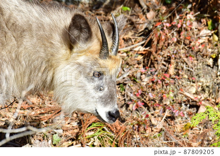 下を見て何かを見つめるカモシカ 87809205