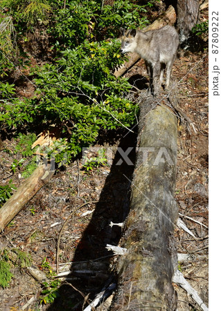 倒木の上でエサを探すカモシカ 87809222