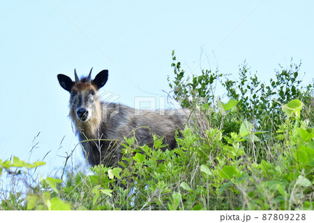 茂みの中からこちらを見つめてるカモシカ 87809228