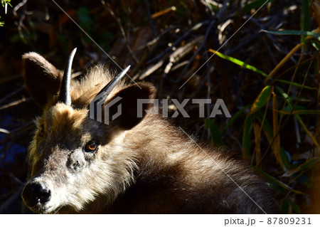 振り返りこちらを見つめるカモシカ 87809231