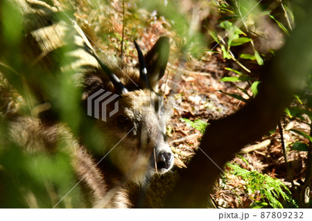 振り返りこちらを見つめるカモシカ 87809232
