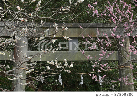 鎌倉梅の花 87809880