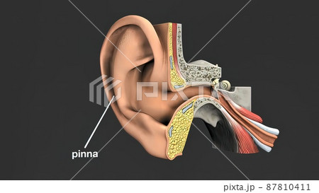 3d medical illustration of the Human Ear 87810411