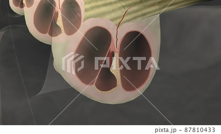 3d medical illustration of the Human Ear 3d medical illustration of the Human Ear 87810433
