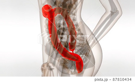 Human Male Colon 3d Medical anatomy Human Male Colon 3d Medical anatomy 87810434