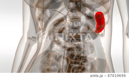 3d medical illustration Of Human Spleen 87810698