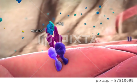 Angiogenic Signaling Pericytes, spatially isolated contractile cells 3D medical illustration 87810699